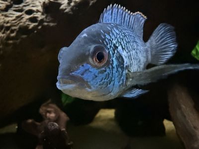 Electric Blue Acara Cichlid Freshwater Fish