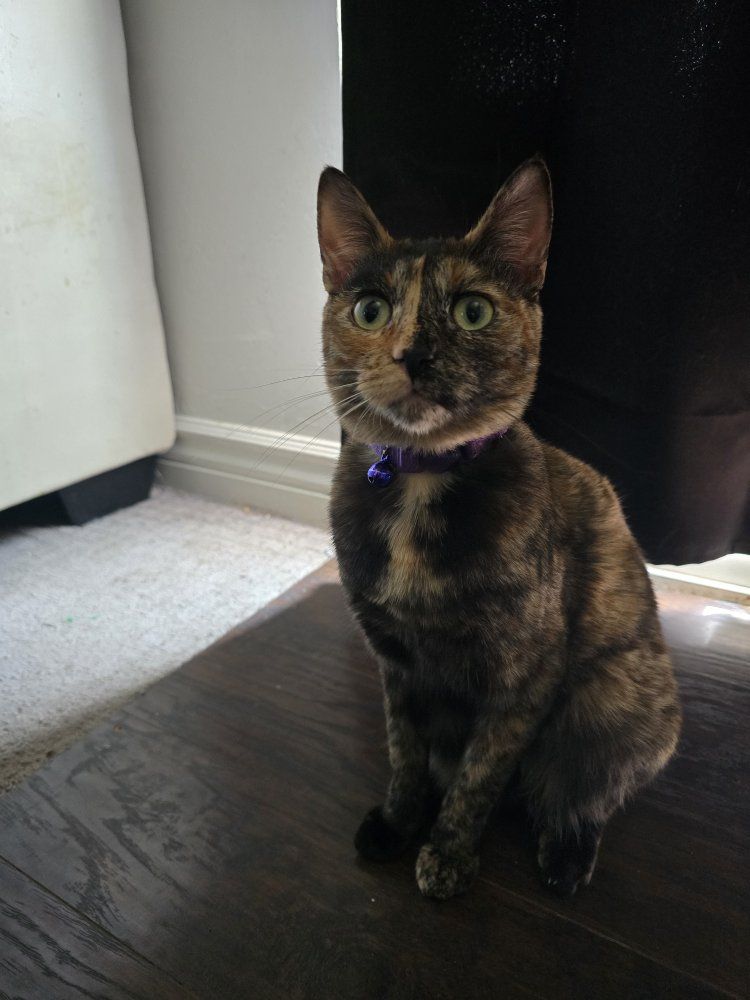 Tortoise shell cat