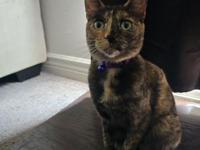 Tortoise shell cat