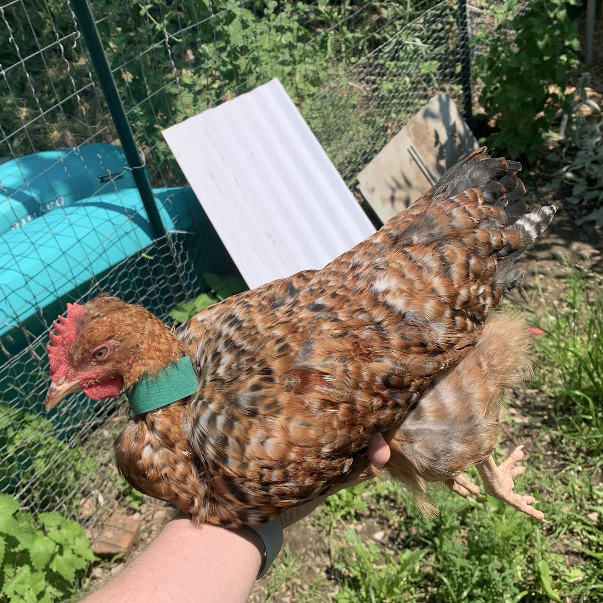 Dark Aloha Cockerel Coop-Ready Rooster