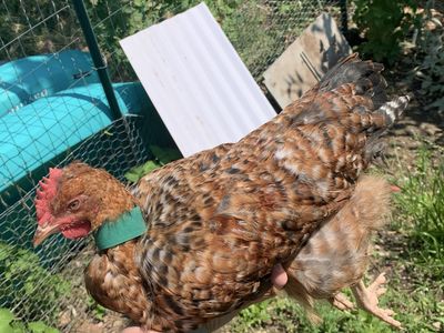 Dark Aloha Cockerel Coop-Ready Rooster