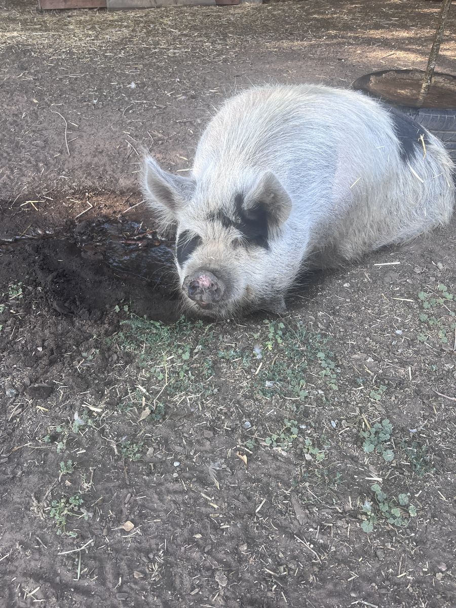 Pure Kune Kune Gilt