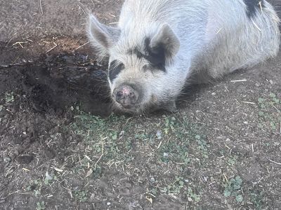 Pure Kune Kune Gilt