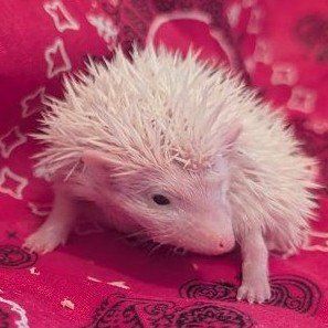 Baby Hedgehog Female "Glenda"