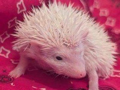 Baby Hedgehog Female "Glenda"