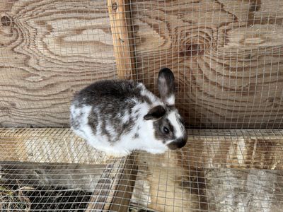 Baby Rabbits