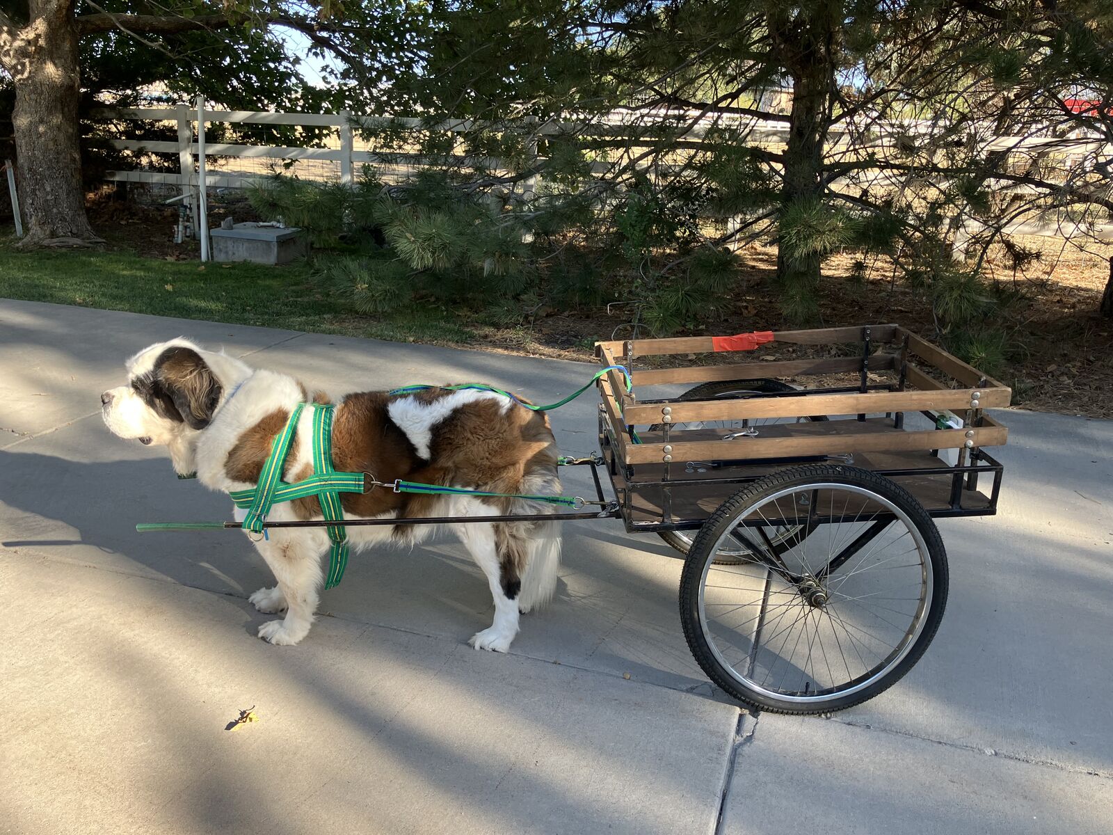 Dog drafting cart for sale