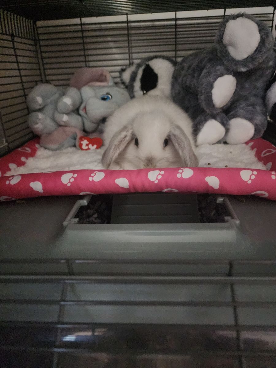 Easter Baby Bunny! Holland Lop Doe!