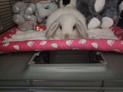 Easter Baby Bunny! Holland Lop Doe!