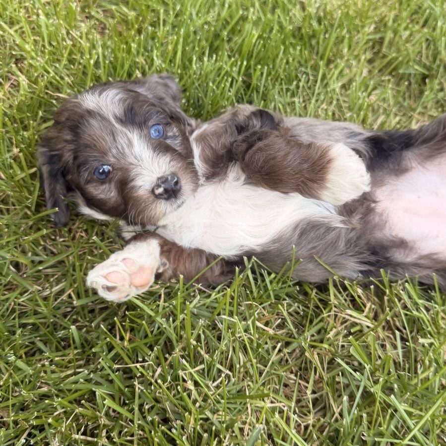 PRICE REDUCED Mini Blue Merle Aussiedoodle Puppies