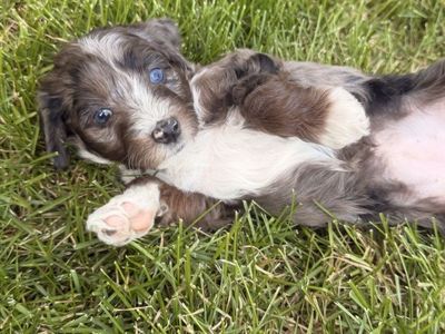 PRICE REDUCED Mini Blue Merle Aussiedoodle Puppies