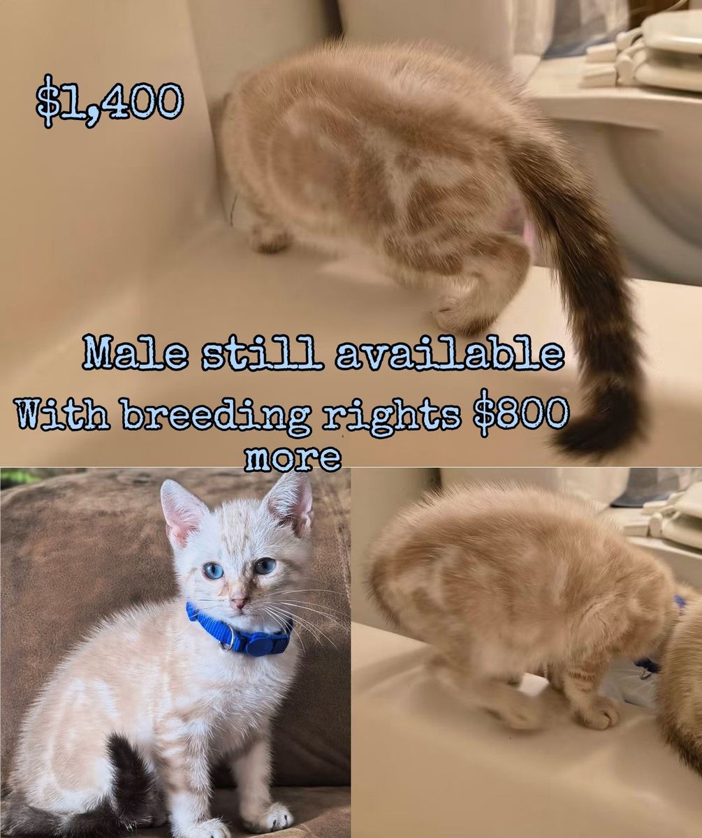 Bengal Male kitten- DNA tested and ready for his forever home