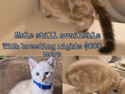 Bengal Male kitten- DNA tested and ready for his forever home
