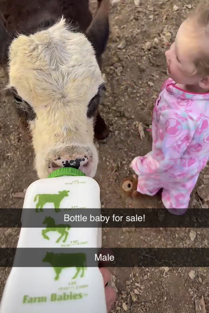 3-month-old steer