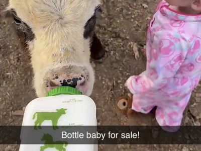 3-month-old steer