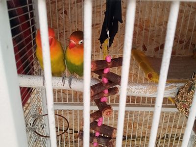 2 Beautiful Baby Lovebirds
