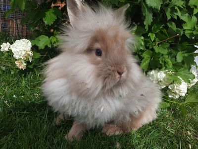 Lionhead Mix Bunny-Doe