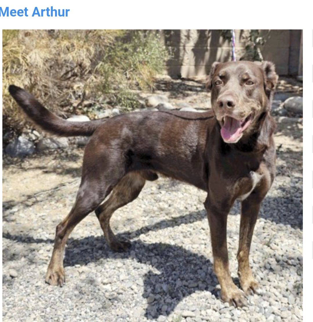 Arthur, 2 year old Labrador mix