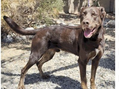 Arthur, 2 year old Labrador mix