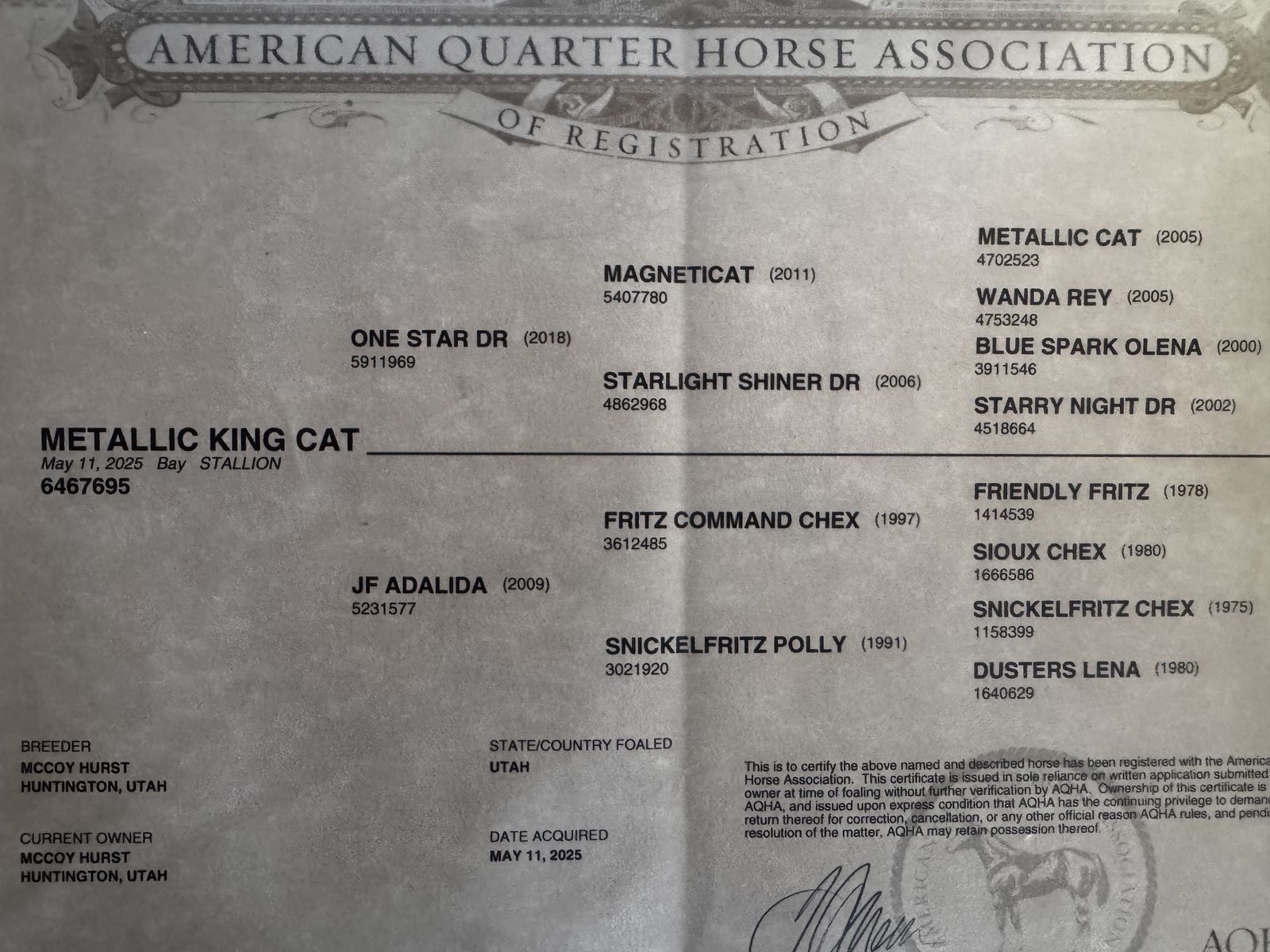 AQHA Metallic King Cat Horse Colt