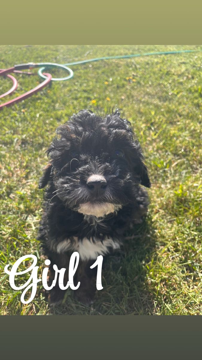 Mini Goldendoodle Puppies