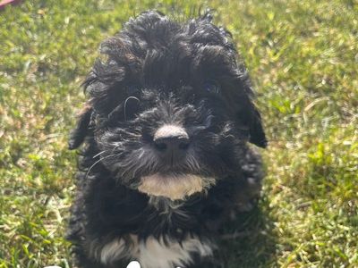 Mini Goldendoodle Puppies