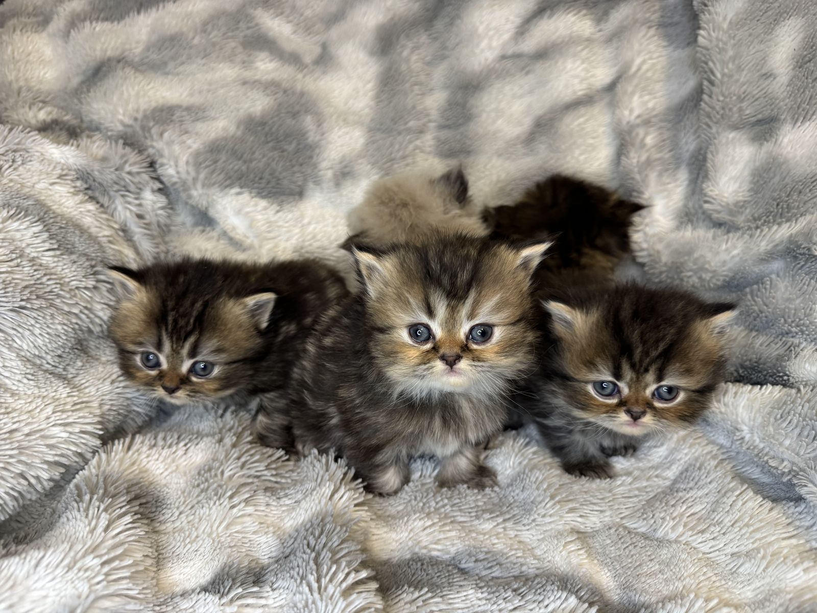 Purebred Persian Kittens