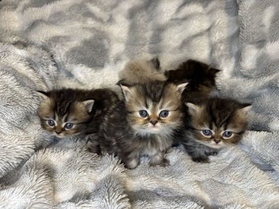 Purebred Persian Kittens