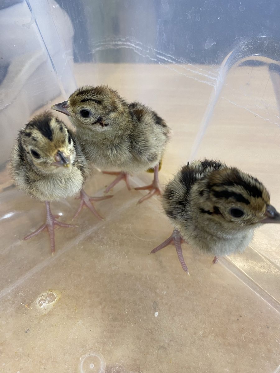 Ringneck Pheasant Chicks