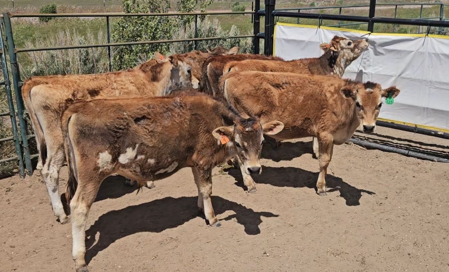 Jersey steers breakaway calves