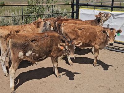 Jersey steers breakaway calves
