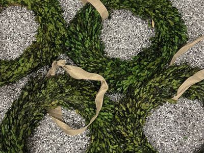 Set of 4 Preserved Boxwood Wreaths with Tan Ribbon - Decorative Home Decor