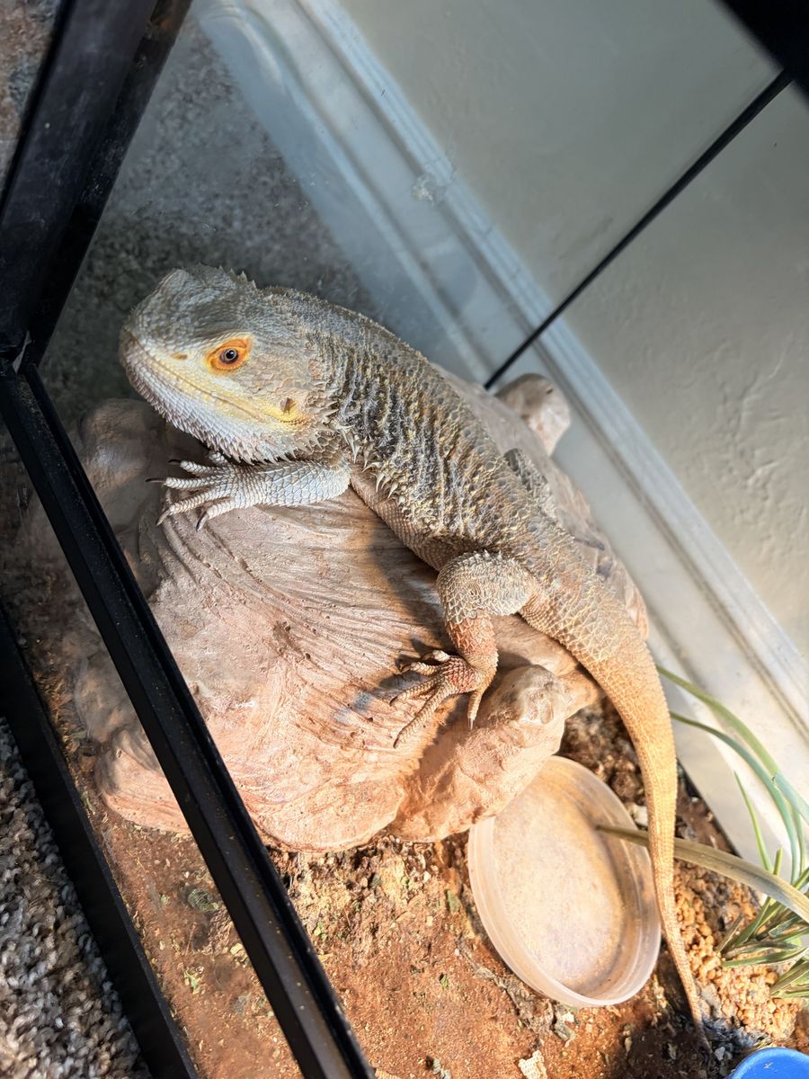 Bearded dragon