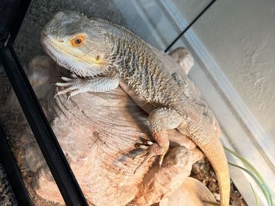 Bearded dragon