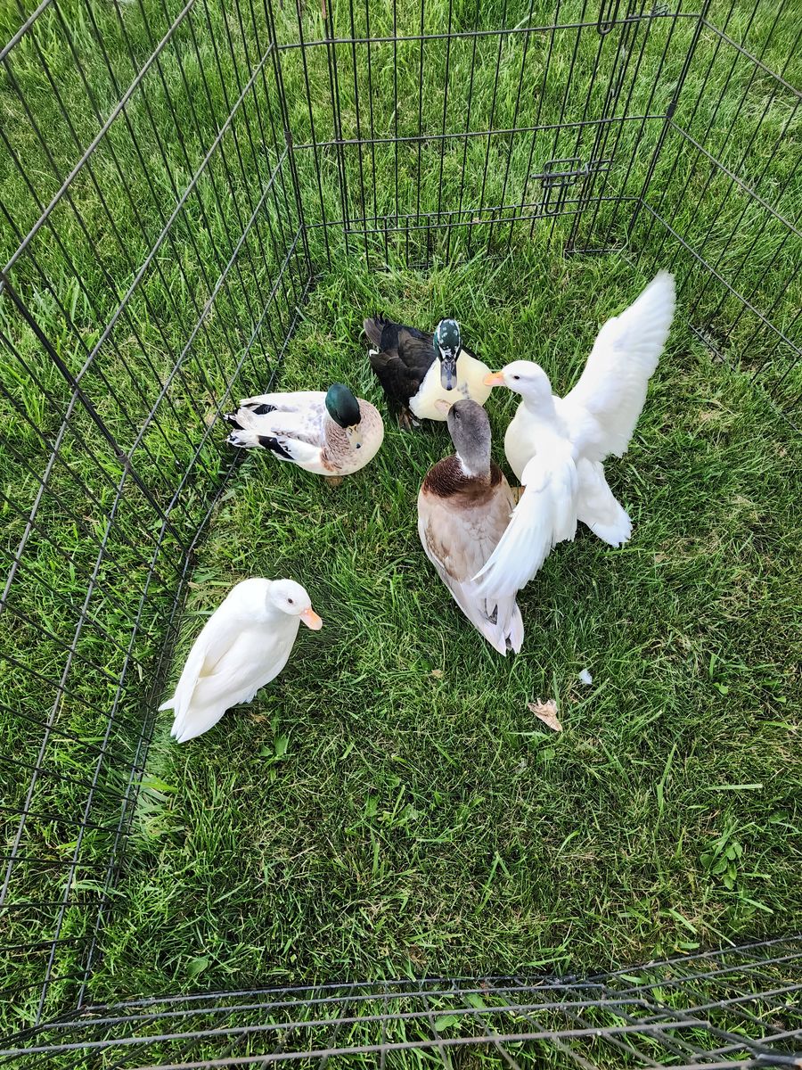 5 Call ducks with Supplies