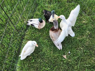 5 Call ducks with Supplies