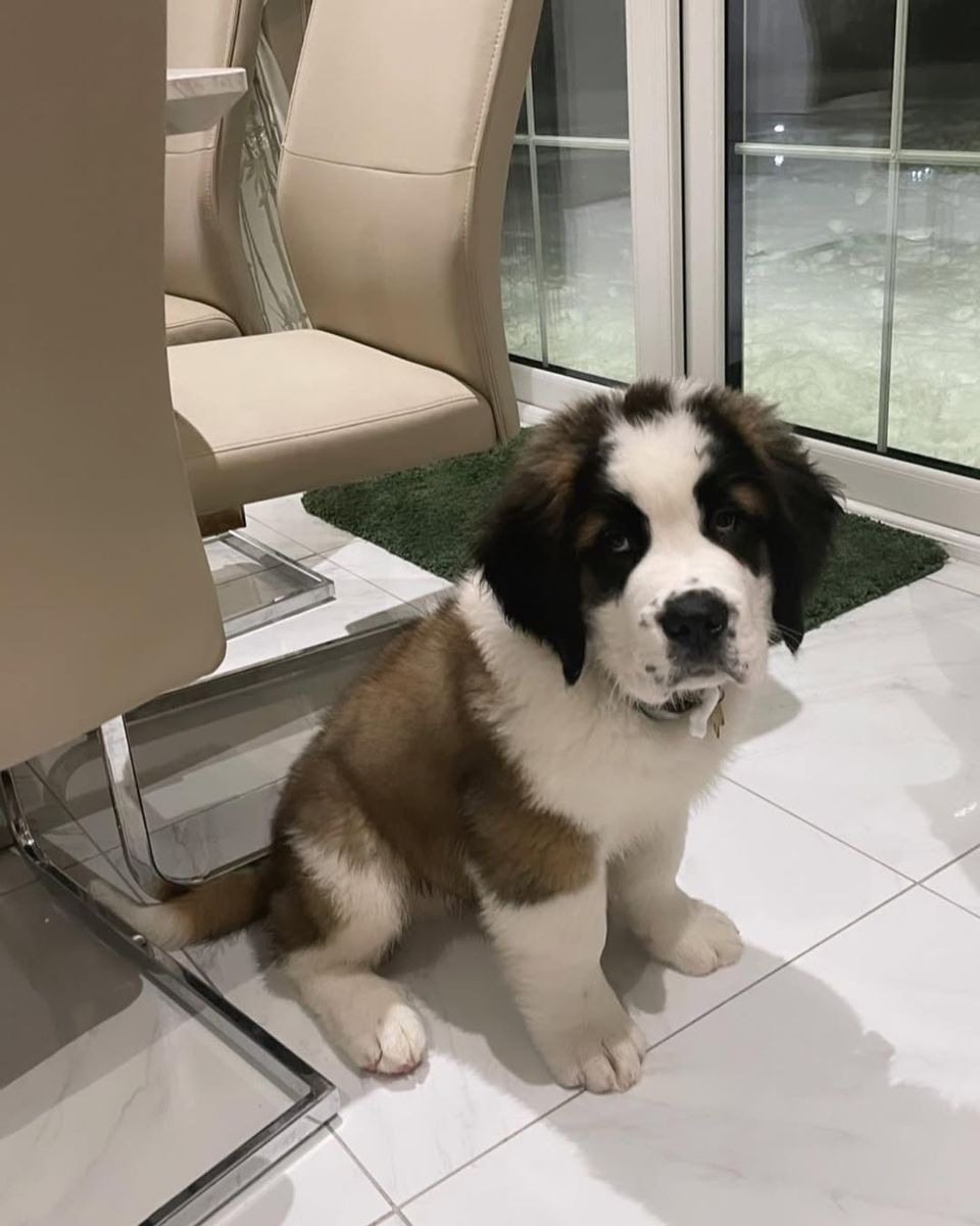 Saint Bernard