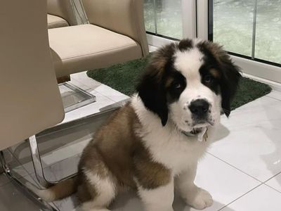 Saint Bernard