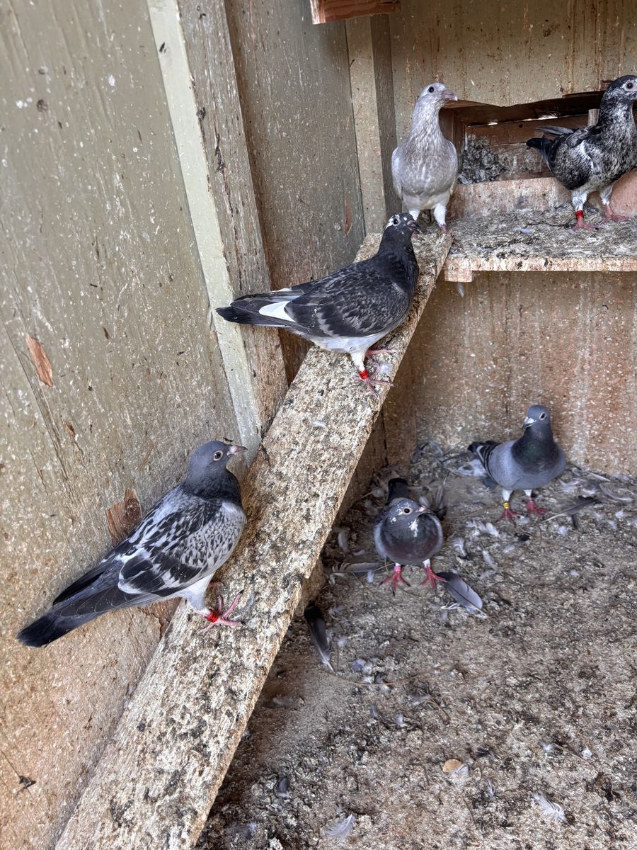 Homing pigeons 