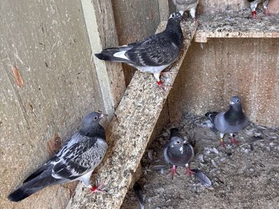 Homing pigeons