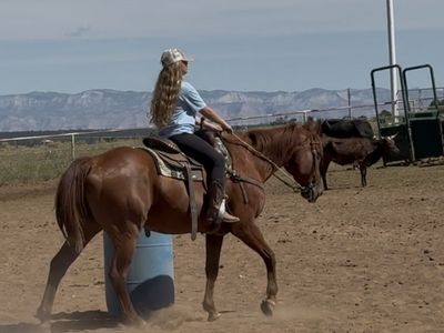 Sweet Been there done that gelding!