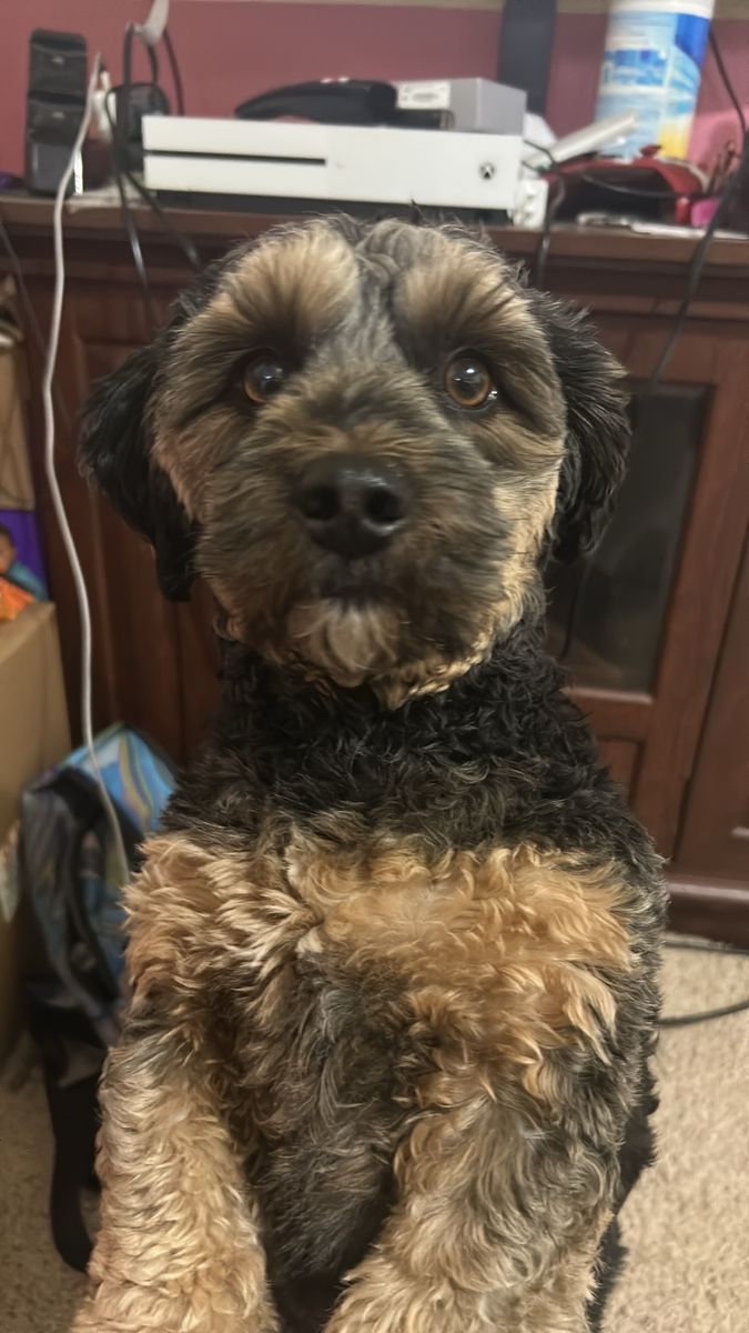 Maltipoo/ male fixed please Rescue