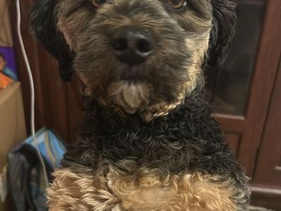 Maltipoo/ male fixed please Rescue