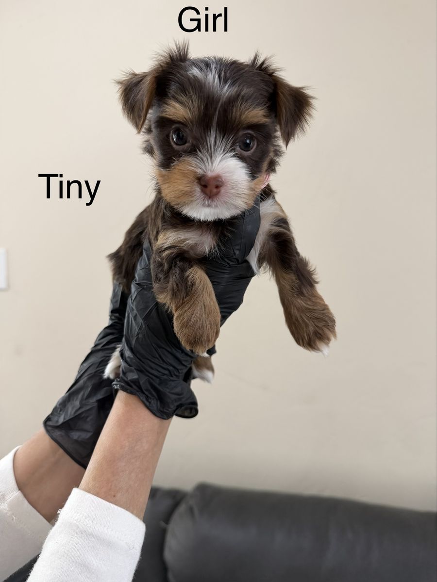 Yorkie Puppies