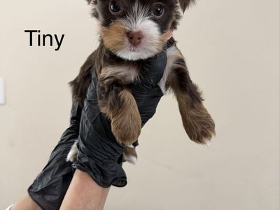 Yorkie Puppies