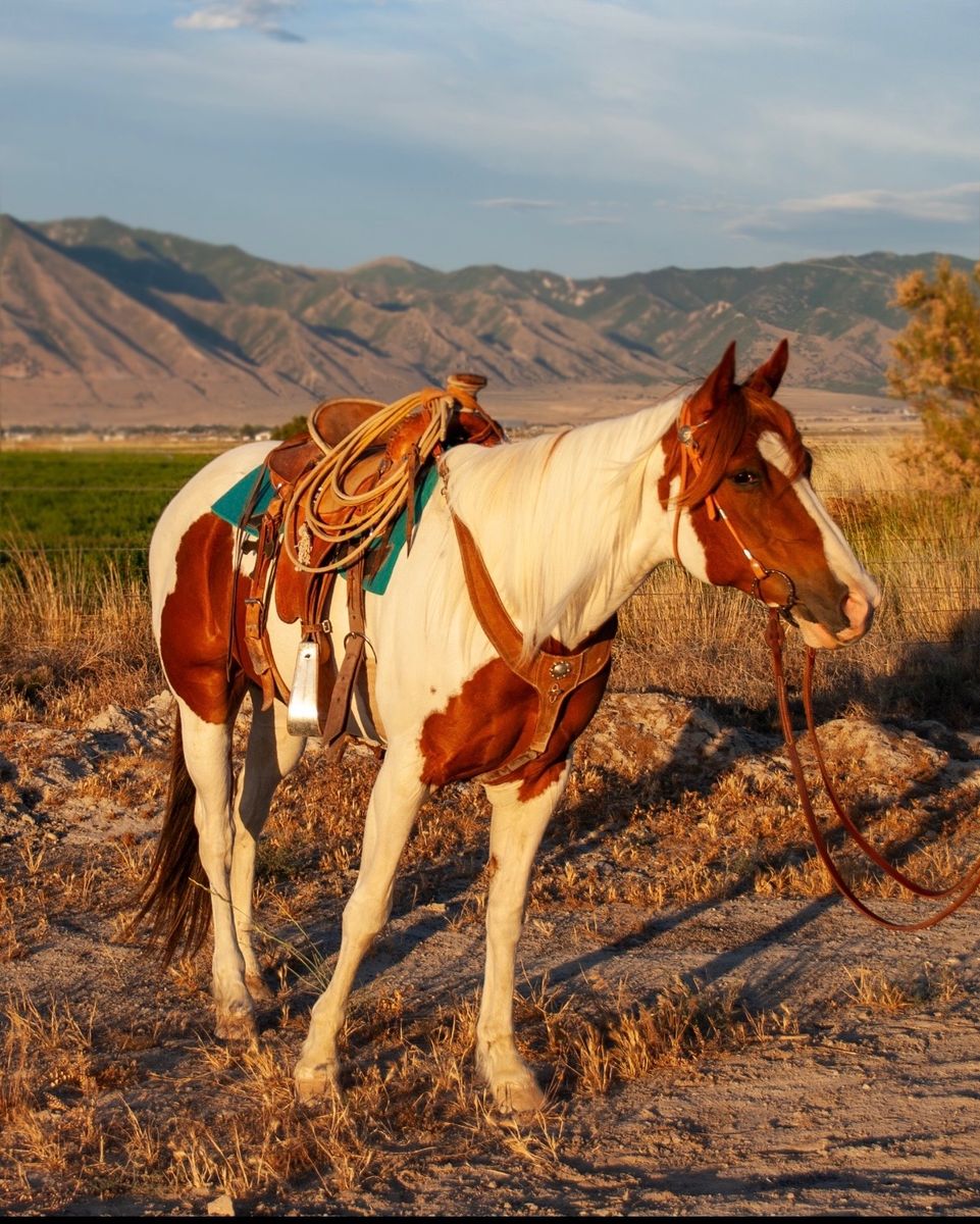 8 year old grade paint mare