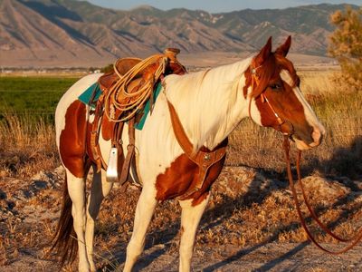 8 year old grade paint mare