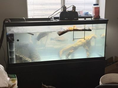 Red Ear SlIder Turtles And Full Set Up