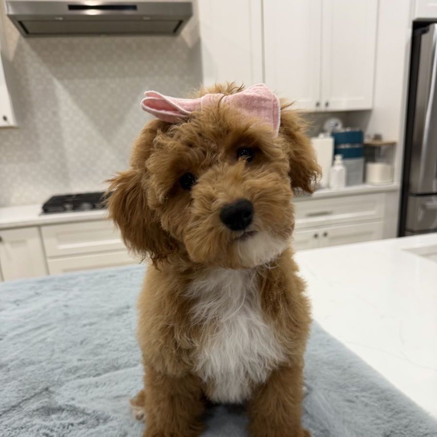 Mini Teddybear Goldendoodles -price firm