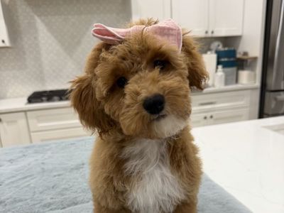 Mini Teddybear Goldendoodles -price firm